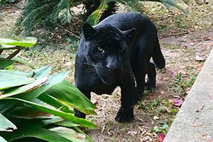 Hattiesburg’s New Resident: A Gorgeous Big Black Cat