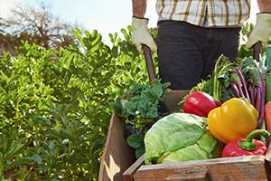 Picking the Healthy Choice: Becoming Part of the Farm-to-Table Movement