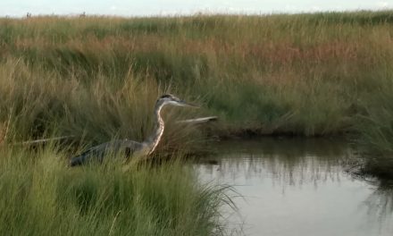 Dauphin Island – a Treasure Island for Nature Lovers