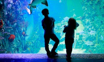 A Mississippi Aquarium Attraction Is in the Works for Gulfport
