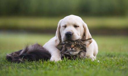 Pets Are Family, Too: Seven Things Every Pet Needs