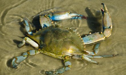Dive into Summer at the Marine Education Center