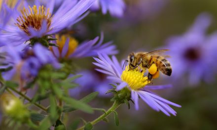 A Naturally Sweet Business