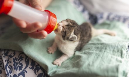 Become a Foster Parent… to a Dog or Cat!