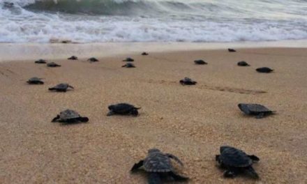 Thanks to Deserted Beaches, 100 Critically Endangered Sea Turtles Have Hatched