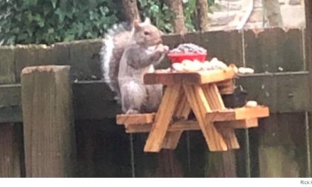 Man Builds a Picnic Table for a Squirrel While in Quarantine and Inspires People All Over to Do the Same
