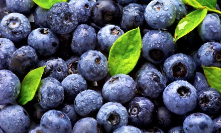 Blueberry Season is HERE!
