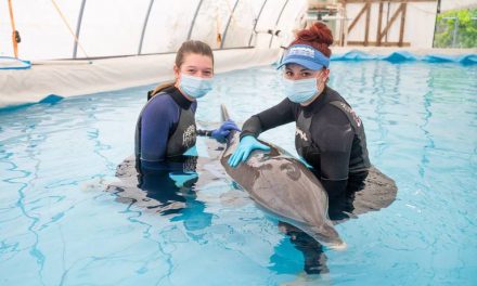 Dolphin Rescued on Gulf Coast Beach