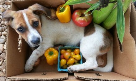 Support Local Farmers and Pick up Your Farm Box