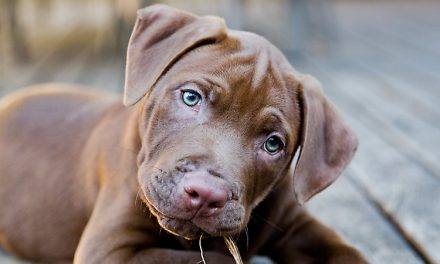 Tips for Walking Your Dog Safely in the Heat