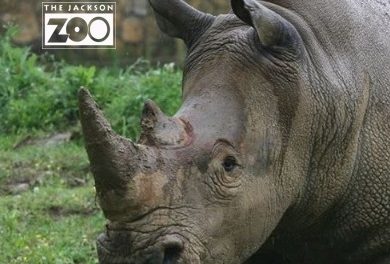 Jackson Zoo Looking for Volunteers!