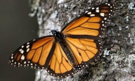 Fall Monarch Migration Lecture
