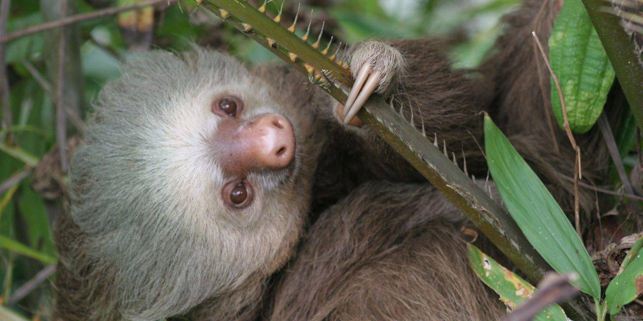 International Sloth Day and Contest