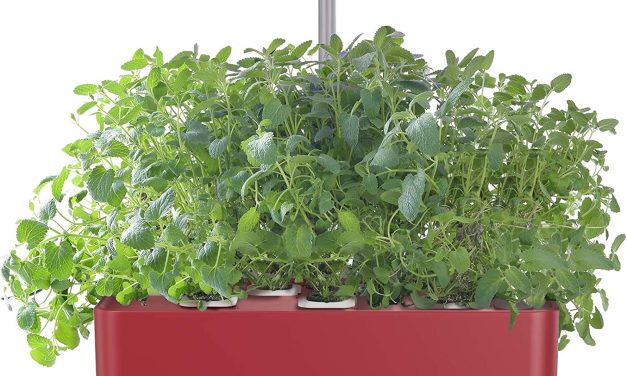 Random Stuff That Rocks: Cool Finds of the Month