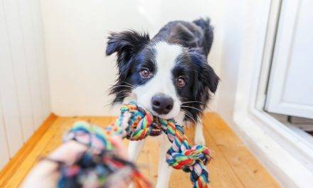 How to Train Your Dog That Toys for Kids Are Off-Limits