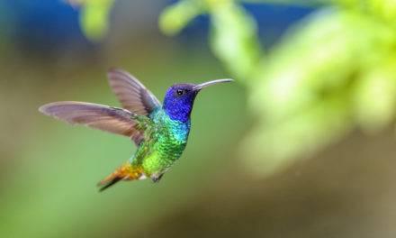 Hummingbirds are Coming! Are You Ready?