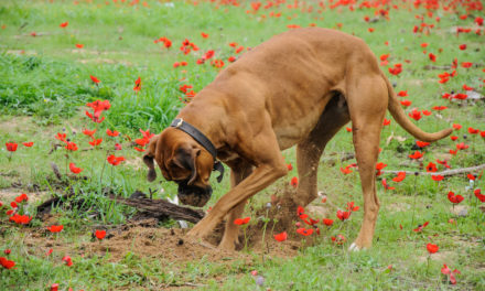 The Benefit Of Using Natural Dog Repellent