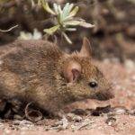 Rodent Infestation Carries Health Risks; Protect Your Family!