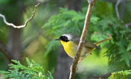 Birdwatching in the Delta:  Why it’s a Great Hobby for Kids