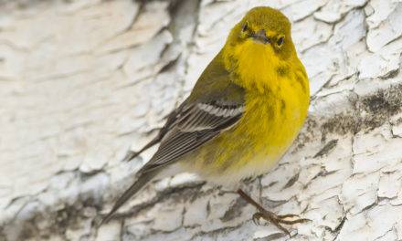Northeastern Mississippi is PERFECT for a Child’s Birdwatching Hobby