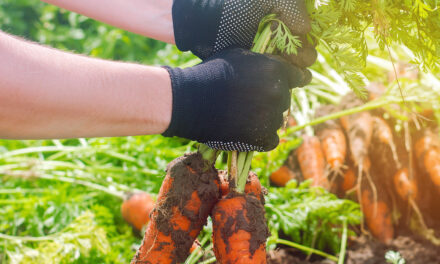 The Hancock County Farmers Market: A Non-profit Labor of Love