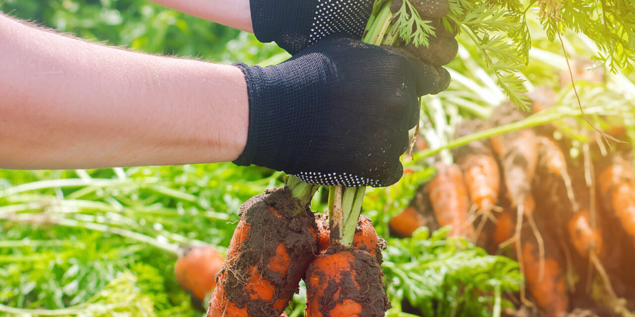 The Hancock County Farmers Market: A Non-profit Labor of Love