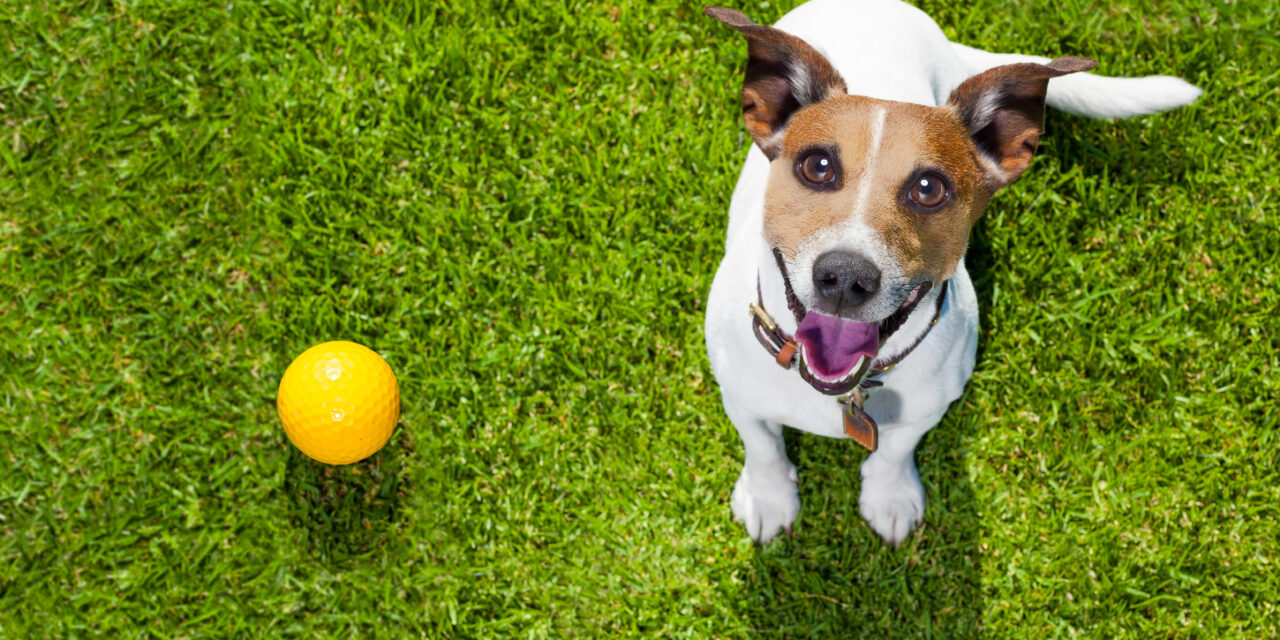 Pampered Pets: The Benefits of Choosing Top-Tier Dog Boarding Facilities