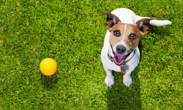 Pampered Pets: The Benefits of Choosing Top-Tier Dog Boarding Facilities